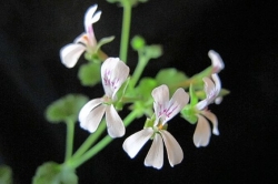 The sweet smell of geraniums