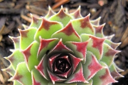 Alpines are for gardeners who are thinking 'fairy' small