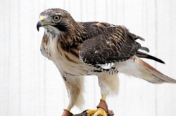 Let's Talk About Birds: Red-tailed hawks