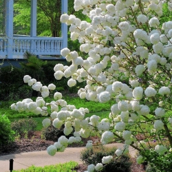 Snowball viburnum absolutely stunning