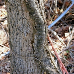 This time of year, furry vine indicates poison ivy's presence
