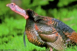 Long winter, recent cold may keep mating turkeys muted