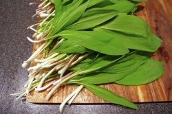 A sure sign, and smell, of spring here: Ramps