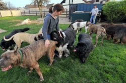 Pet Tales: Trouble for a big-dogs rescue operation