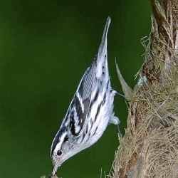 Let's Talk About Birds: The black-and-white warbler
