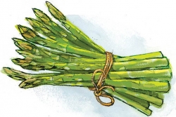 Miriam's Garden: The first glimpse of spring in the garden