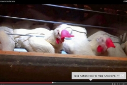 Pennsylvania bill would limit covert farm recordings