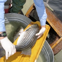 White bass and hybrid striped bass are frenzy-feeding now in Western Pennsylvania