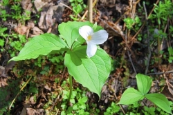 Botanist monk joins hunt for 4-petaled trillium