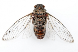 The cicadas are coming! The cicadas are coming!