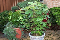 You also can grow fig trees in containers
