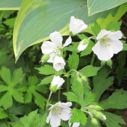White gardens shine at night under moon's glow