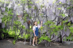 Wonderful wisteria