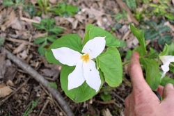 Two 4-petaled trilliums found