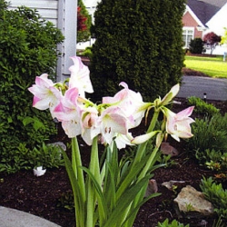 Local Dispatch: Blooms of amaryllis appear intertwined with family history