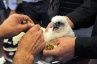 Aging falcon succeeds with her 42nd chick