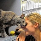 Pet Tales: Western Pa. Humane Society's cat room gets a boost from Purina