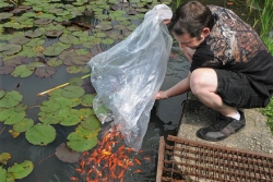Cemetery goldfish pond memorializes daughter