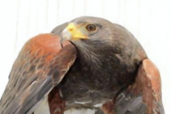 Let's Talk About Birds: Harris hawks