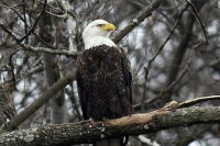 Authorities seek killer of bald eagle near Loretto