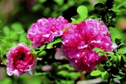 Chestnut rose a colorful heirloom