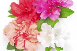 These shrubs keep spring color going