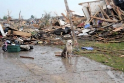 Pet Tales: Dog weathers tornado