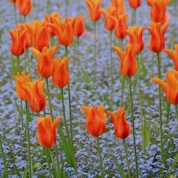 Following flower show in London