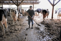 Pennsylvania dairy farmer Ralph Frye faces an endless round of tasks from daybreak