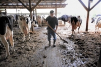 Pennsylvania dairy farmer Ralph Frye faces an endless round of tasks from daybreak