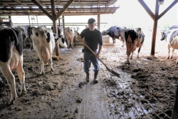 Pennsylvania dairy farmer Ralph Frye faces an endless round of tasks from daybreak