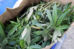 Pot trade blossoms in heartland