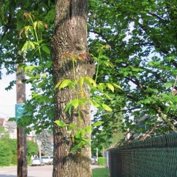 When it pays to treat for emerald ash borer