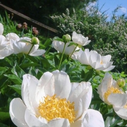 Greensburg center sponsors Joy of Gardening