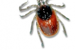 Wildlife: Quick new tool for tick removal
