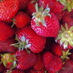 Dine / Day trip to Butler County: Fresh-picked strawberries and fine beer