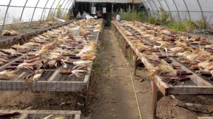 High tunnels being used for drying Ornamental Indian corn at Moses Yoder's 
