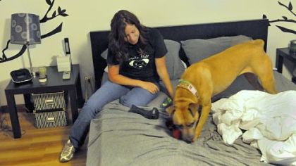 Amy Dengler, who runs Hello Bully, a halfway house for pit bulls, plays with Isis, whose owner has died. Isis is awaiting a home.