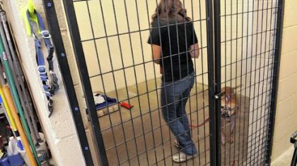 Amy Dengler returns Sam, a former fighting pit bull from Jacksonville, Fla., to his cage at Hello Bully. Sam had spent some time playing outside.