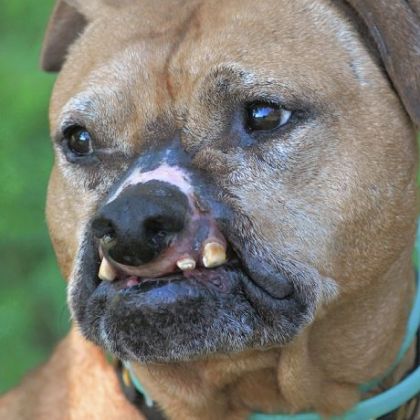 Sam, a roughly 6-year-old fighting pit bull who was rescued from Jacksonville, Fla., takes a break at Hello Bully.