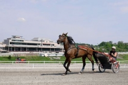 The Meadows set to celebrate 50 years of horse racing