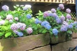 Soil's pH affects color of hydrangea