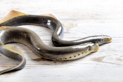 Measures taken to reduce invasive sea lampreys' Great Lakes population