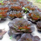 There's a new lettuce in town: 'Salanova'