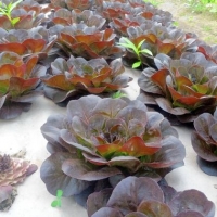There's a new lettuce in town: 'Salanova'