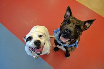 Nana, left, and Lambert, pit bulls at the Western Pennsylvania Humane Society.