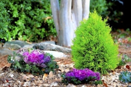 The brightly colored lemon cypress makes a stunning partner for cool season flowering kale.