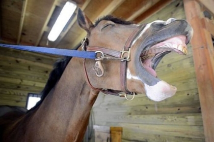 Amazing, a Dutch warmblood, yawns in his stall at home in Hampton. Amazing is a mild-mannered stallion, according to his owner, Ahna Cafaro.