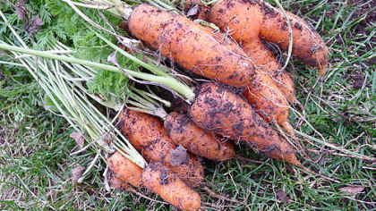 These are carrots harvested Dec. 15 in Mt. Lebanon.