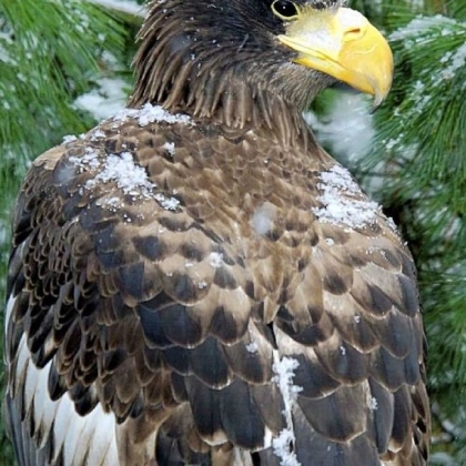 Steller's Sea Eagle at National Aviary.